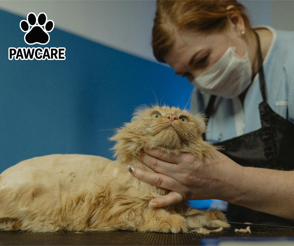 Best Ways to Keep Your Cat’s Fur Clean at Home