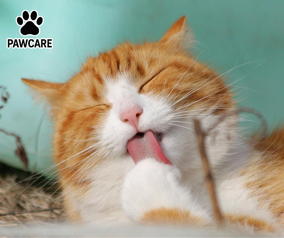 How to Remove Loose Hair and Dust From Pets Easily