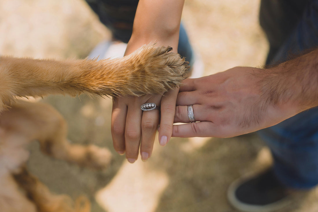 The Ultimate Guide to Stress-Free Pet Grooming at Home
