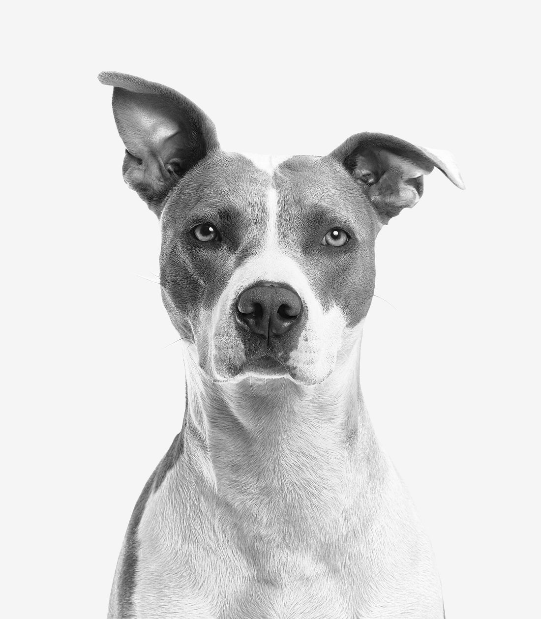 The 7 Best Dog Grooming Tools Every Pet Parent Should Have