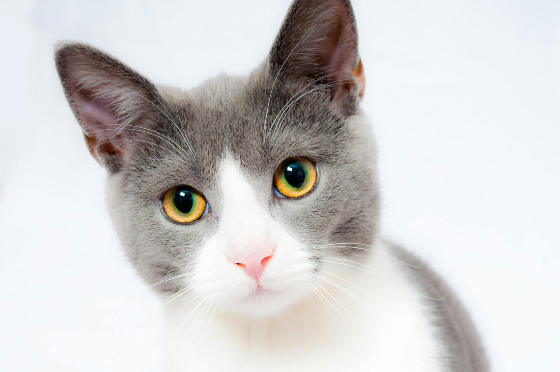 Pet Hair Everywhere? Easy Cleaning Hacks That Actually Work