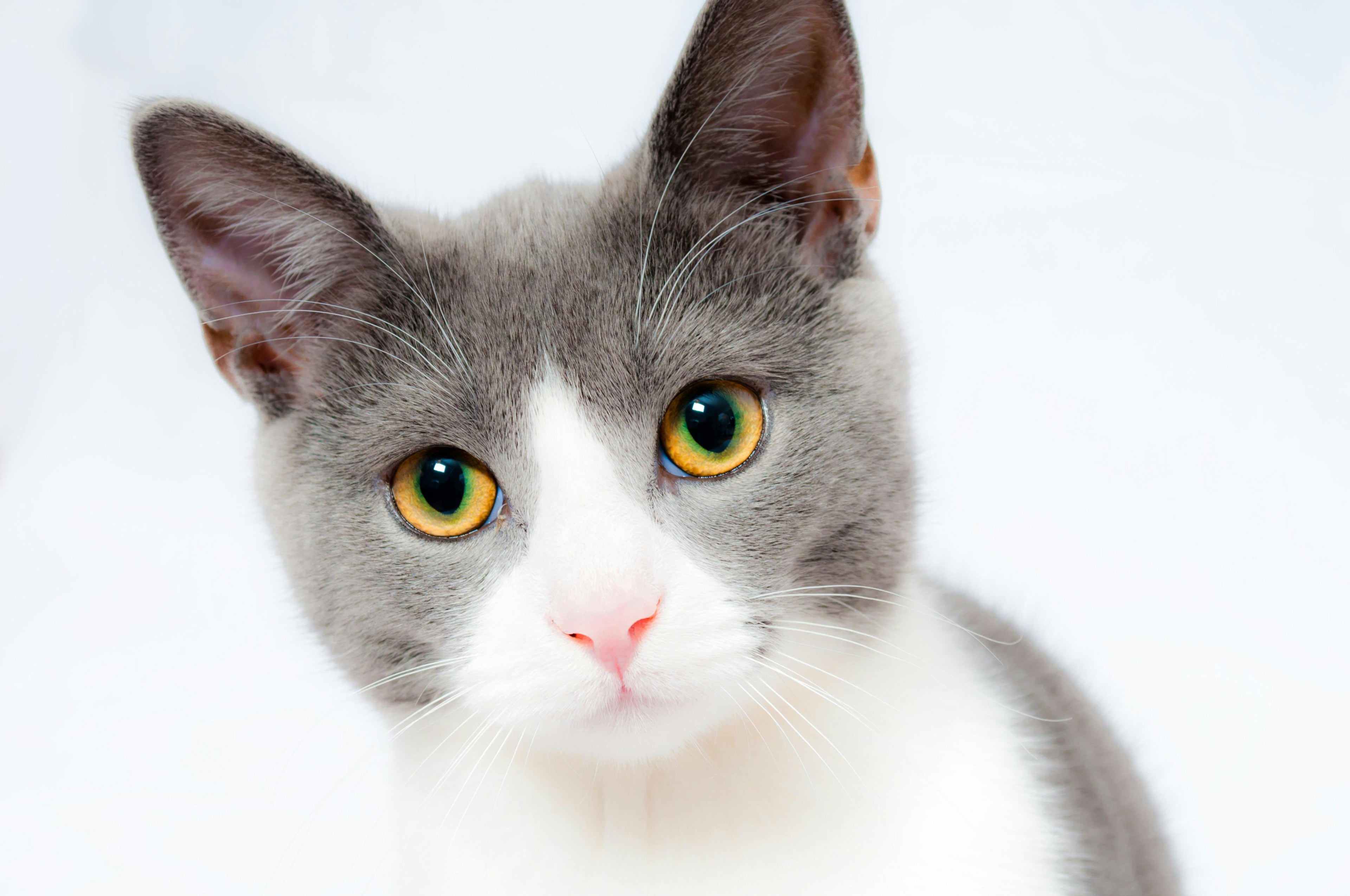 Pet Hair Everywhere? Easy Cleaning Hacks That Actually Work