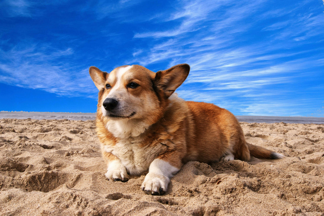 5 Signs Your Pet Needs a Grooming Session (And How to Help Them Enjoy It!)
