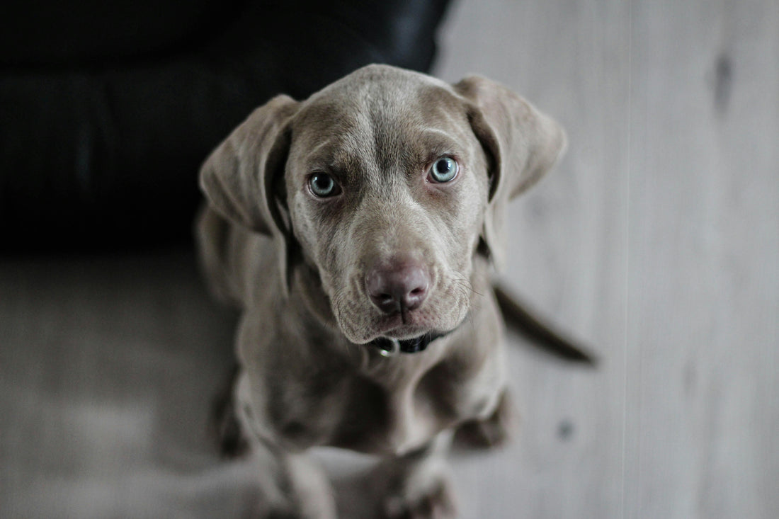Top 10 Ways to Bond With Your Pet While Grooming