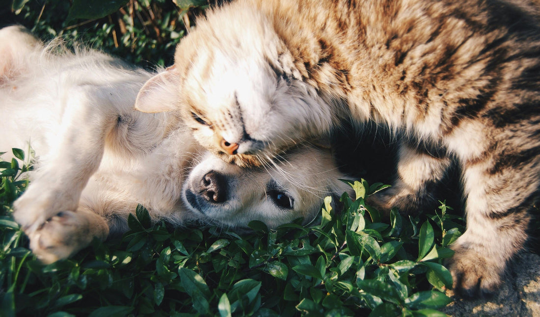 How to Keep Your Home Fur-Free: Tips Every Pet Owner Should Know